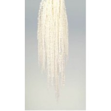 AMARANTHUS HANGING PRESERVED Bleached (BULK)- OUT OF STOCK